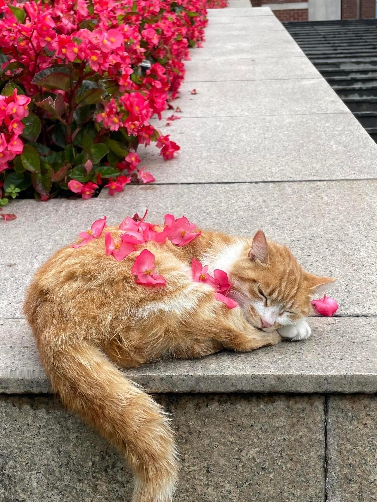 这就是校园猫对大学生的放心程度 