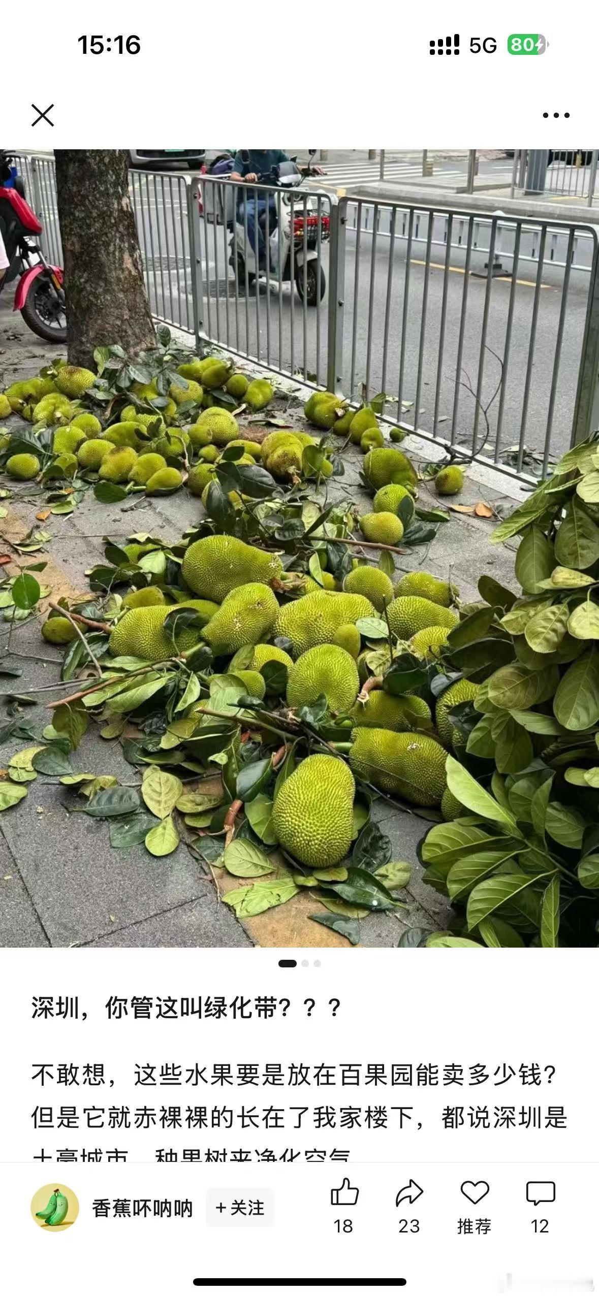 深圳绿化带是宝藏绿化带 这是猫山王还是金枕？[拜托] ​​​