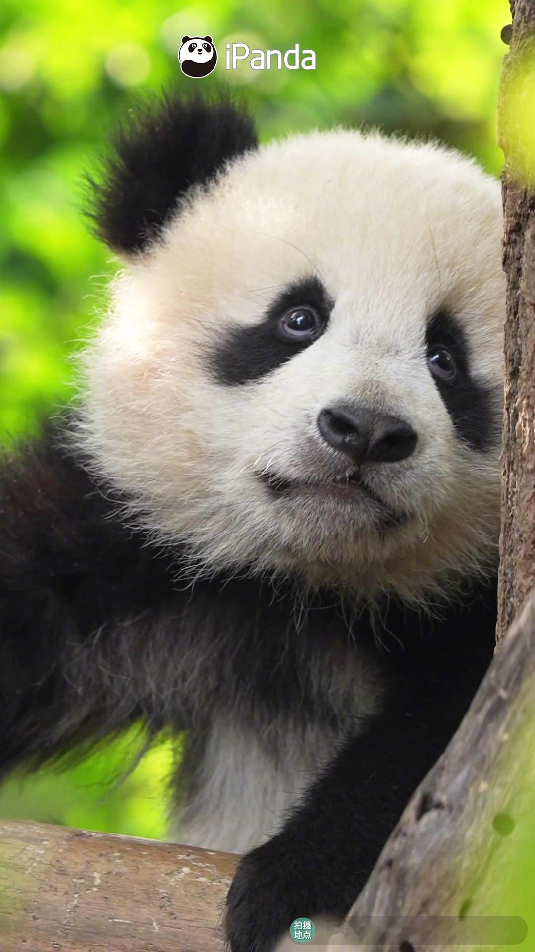 慢镜头下熊猫宝宝每1帧都能当壁纸 什么颜值啊这么任性，能扛得住怼脸拍～ 熊猫幼崽