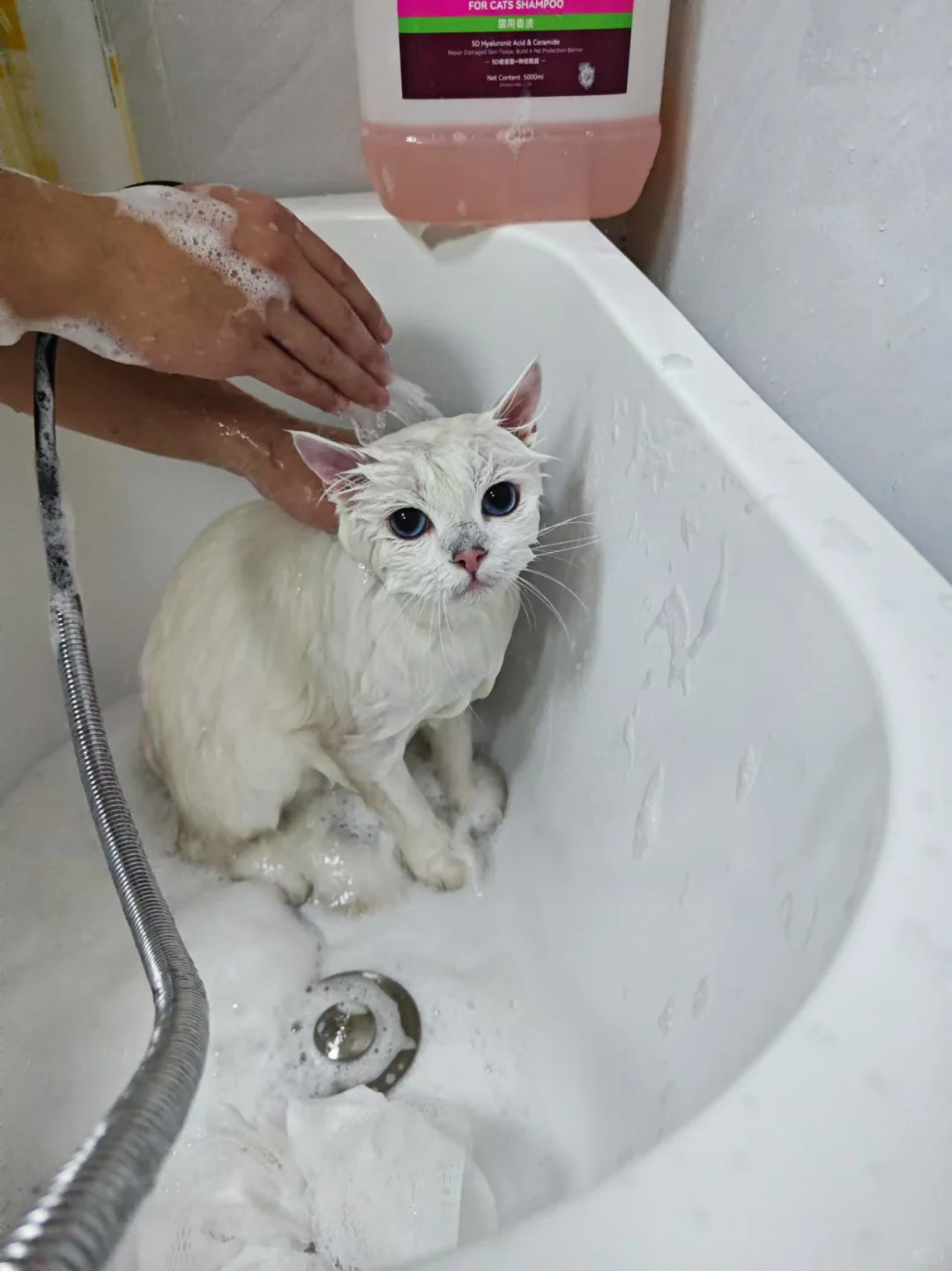 以旧换新一只可爱猫猫头