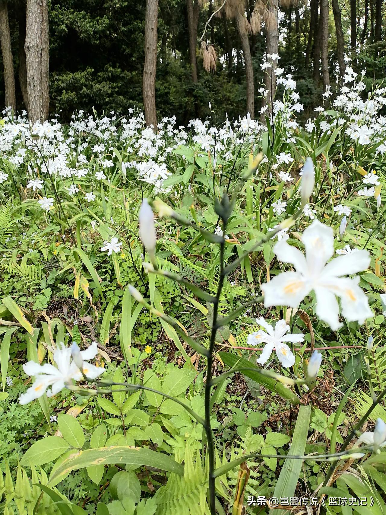 分享一张你相册的拍的花