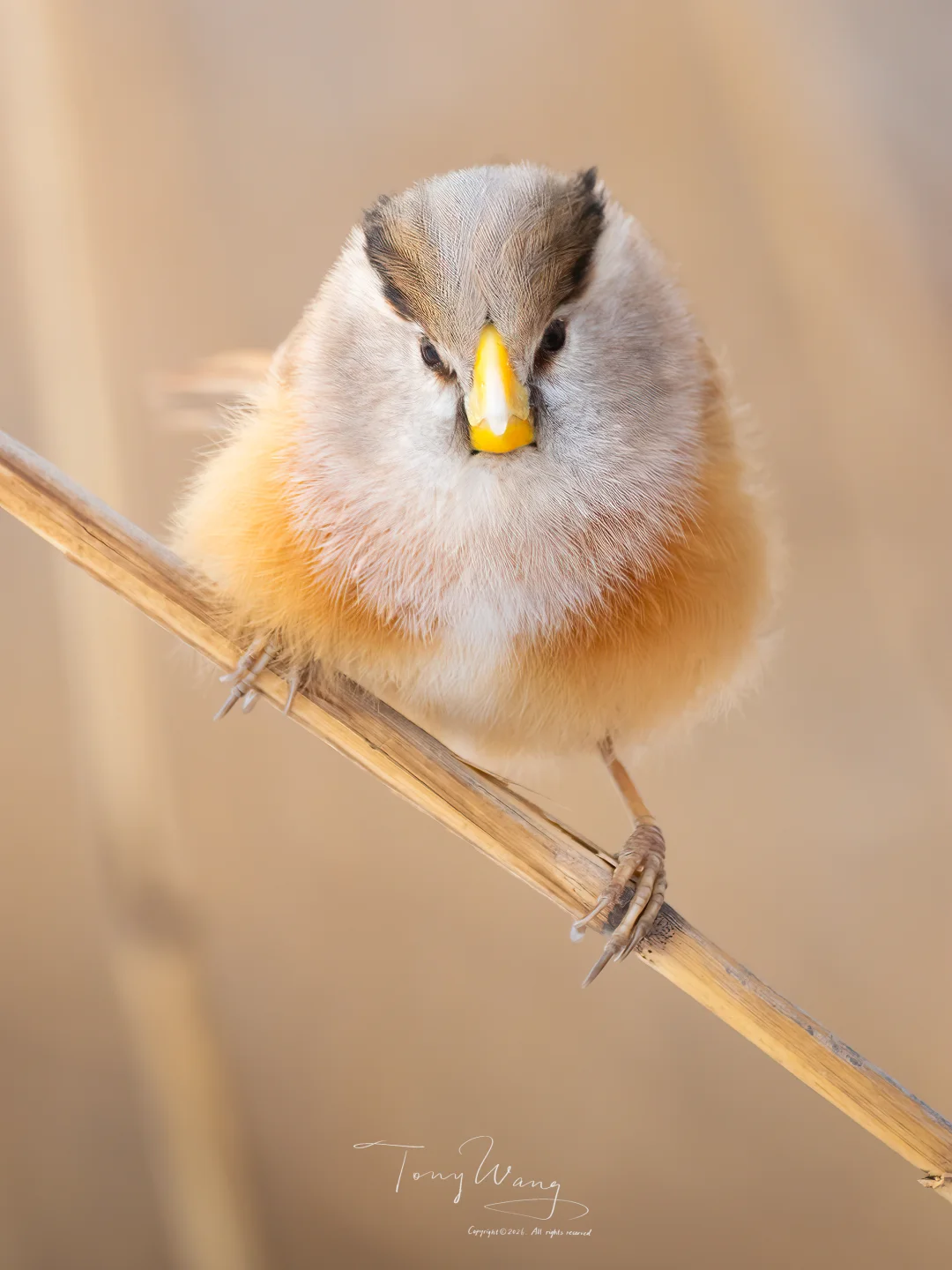 一场降温，让北京的震旦鸦雀变成了震旦鸦球