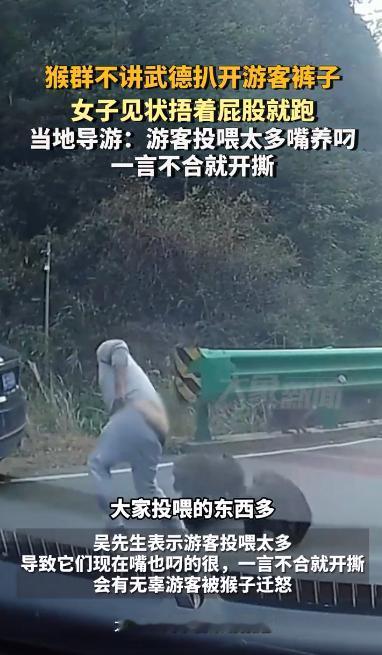 景区猴子越来越嚣张了！不给吃的就撕游客的裤子，还一直拽着不让走！之前抢包抢吃的，