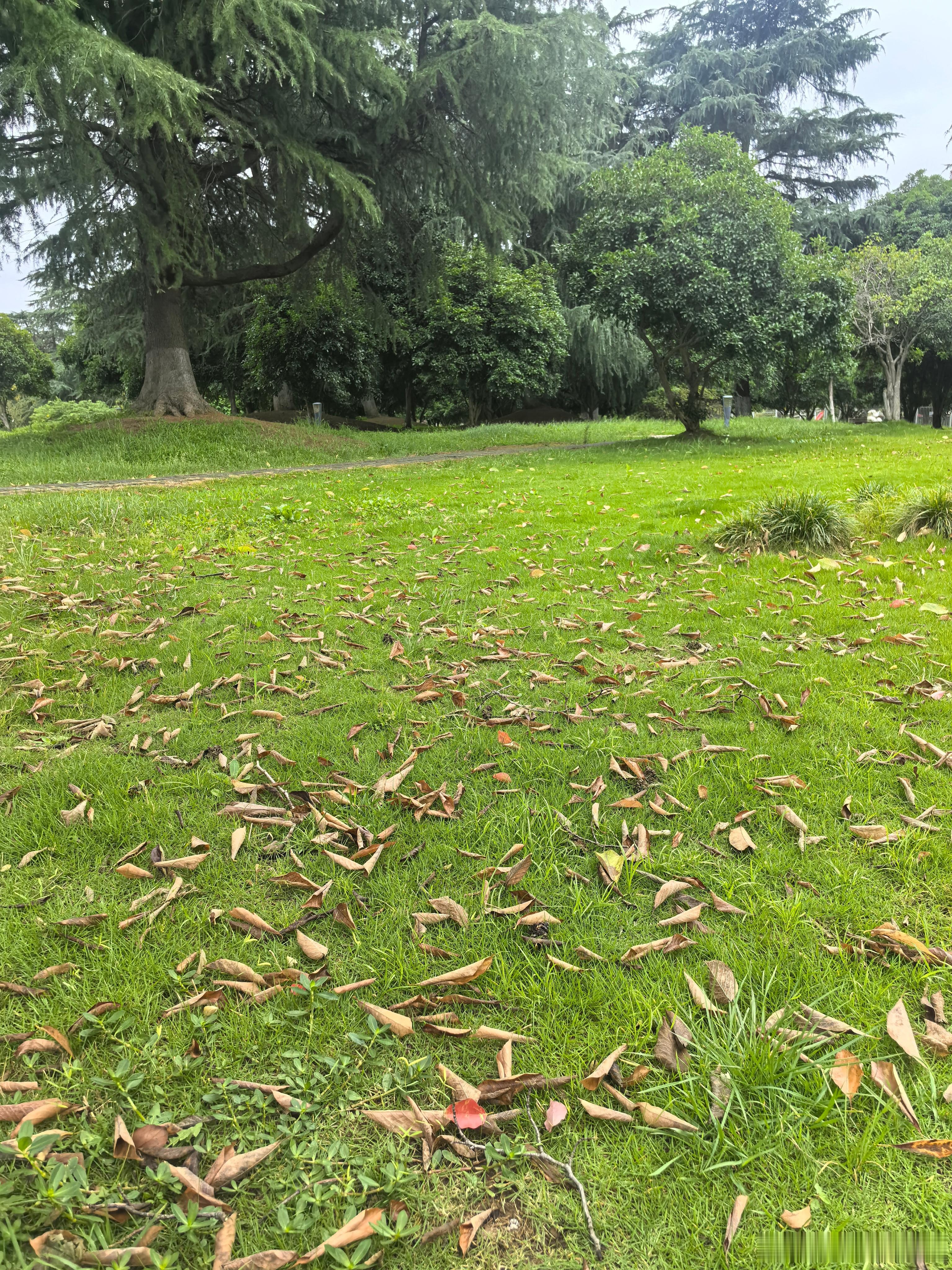 早上晨练的时候，外面没下雨，也没多大风，但是人很少，估计有的是被台风吓的，有的是