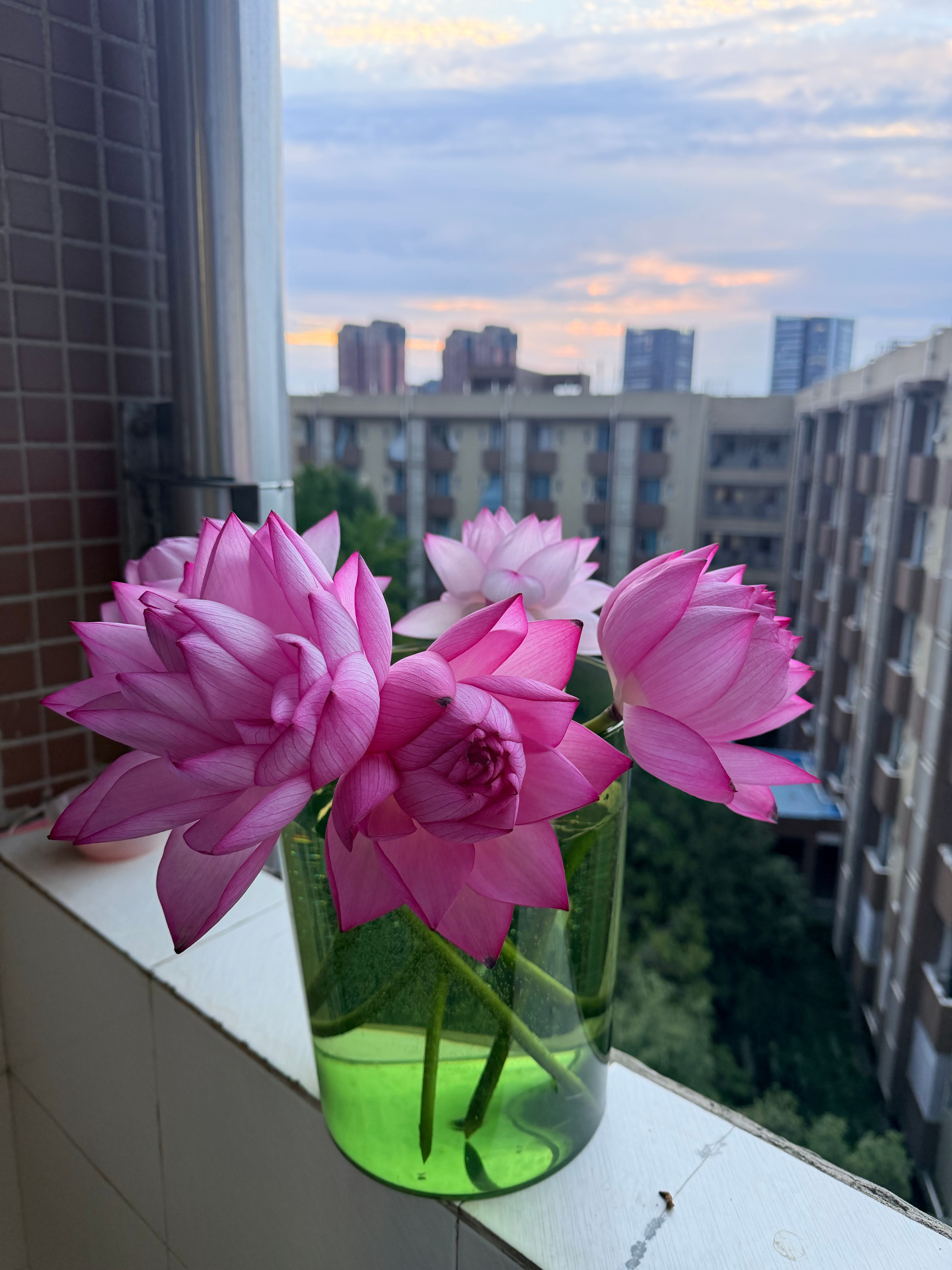 昨天地铁口5块钱买的一把🪷花苞 掰开太值了