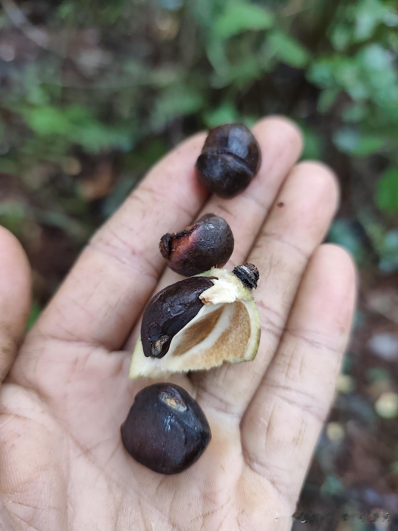 这种野生山茶油，你们那里卖多少钱一斤，