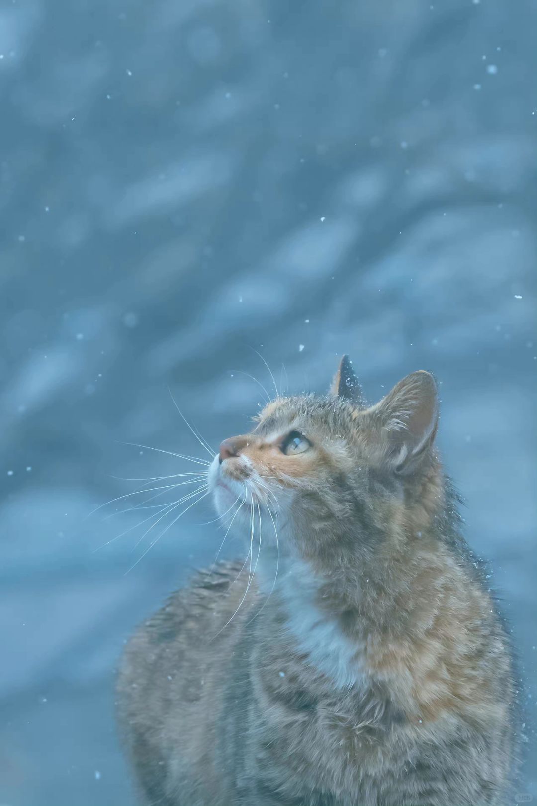 再也拍不出第二张的人生猫片（十）