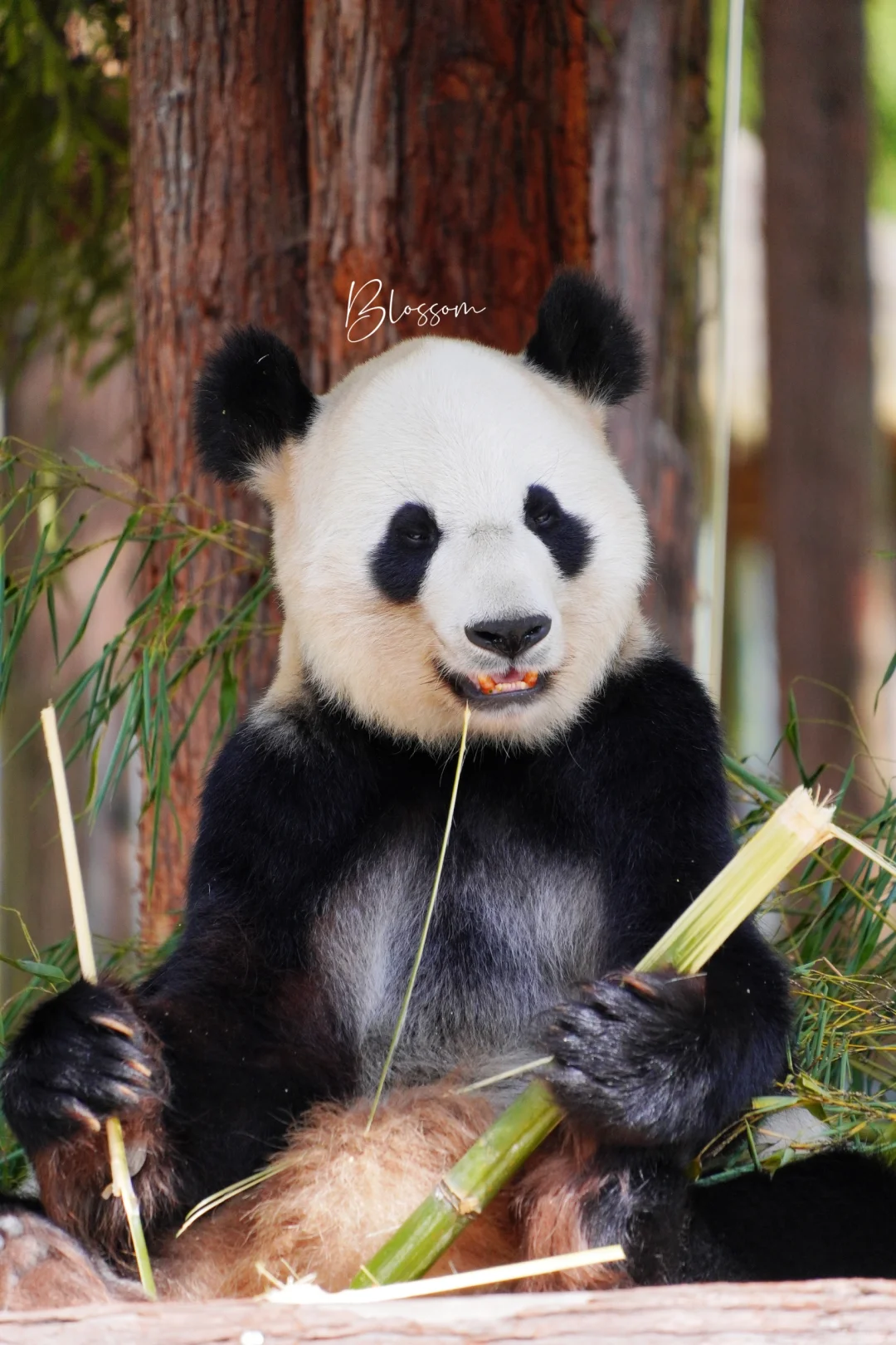 240903 瑛美，瑛华的双胞胎妹妹，今年21岁