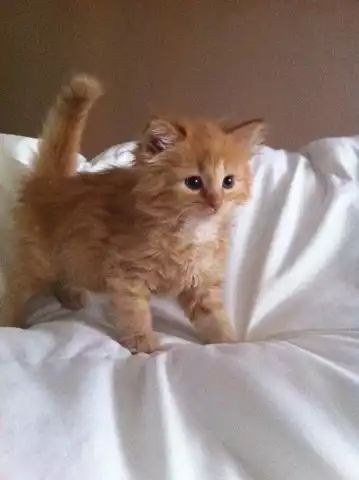 糊糊小猫!! ​​​