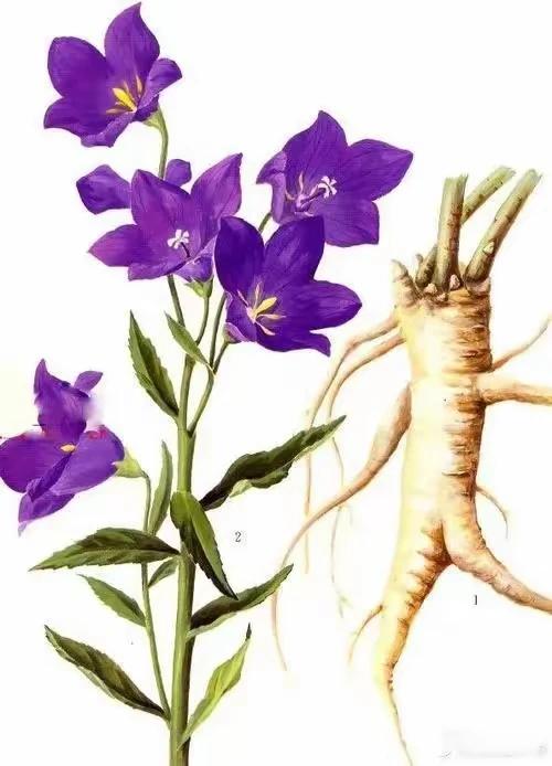 刀片嗓、咽痛嘶哑怎么办？别担心，今天给大家介绍一个经典的两味药组成的经方——桔梗