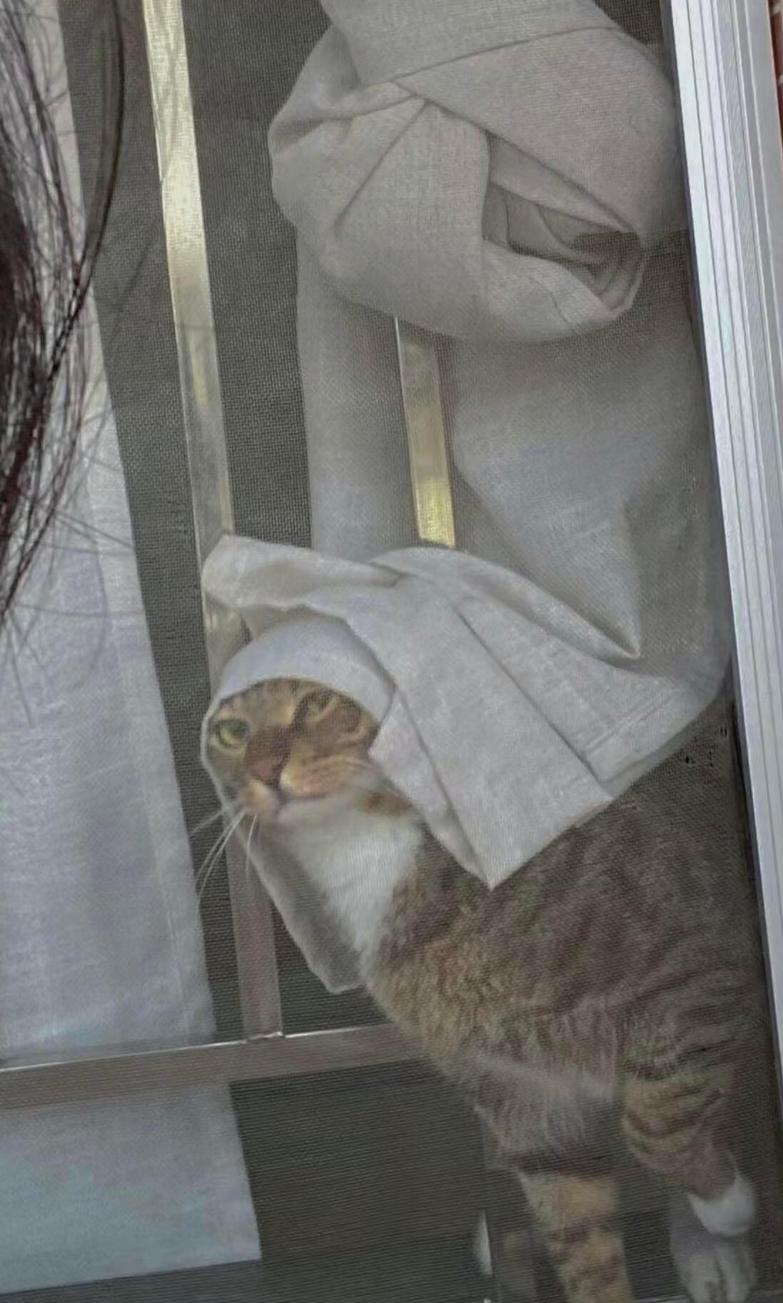 带珍珠耳环的小猫 