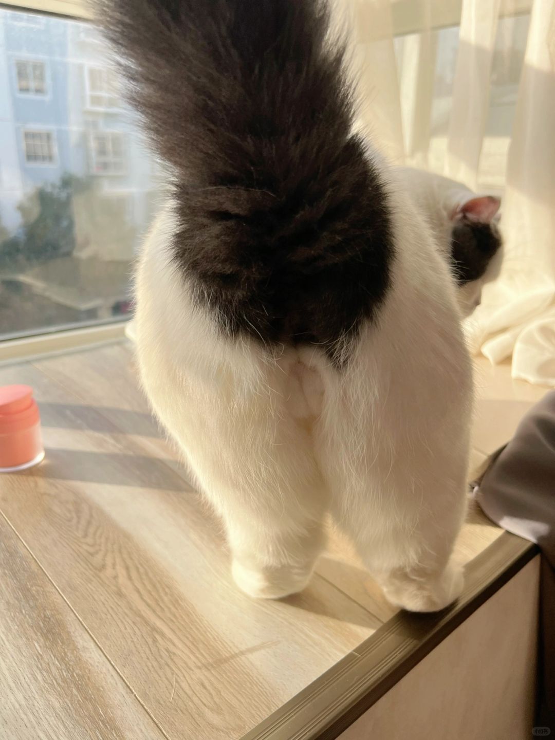 猫：大早上起来就展示屁股我不要面子了？