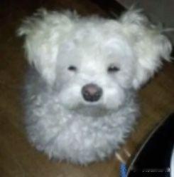 第五人格[超话]  这里开个互助楼  大家注意辨别 