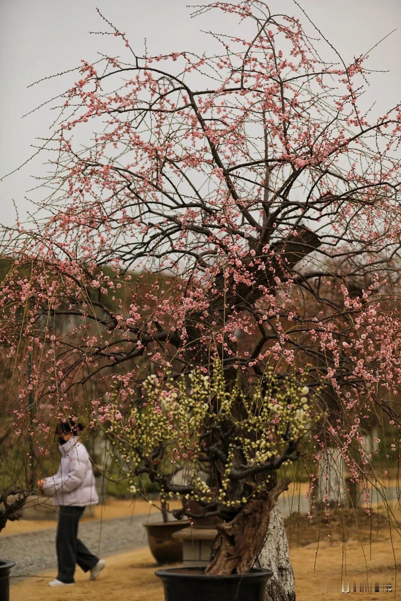 莘庄梅园内除了有几百盆梅花盆景，还有利用柳树等乔木树干嫁接各类梅花品种枝条而成的