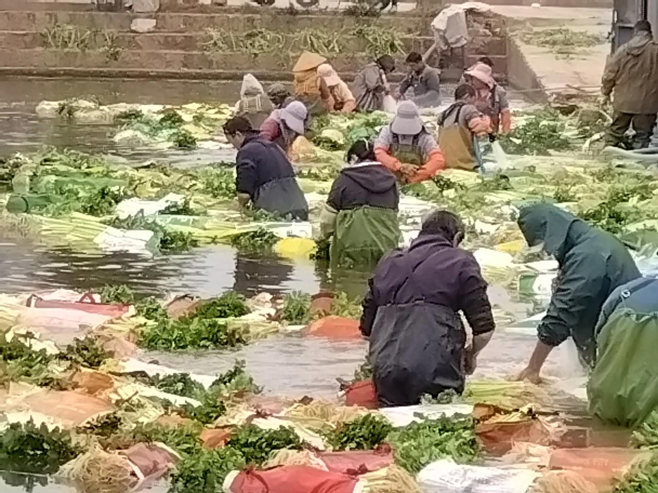 云南省玉溪市通海县是全国数一数二的蔬菜种植大县，所产蔬菜除供应全国各地外，还远销