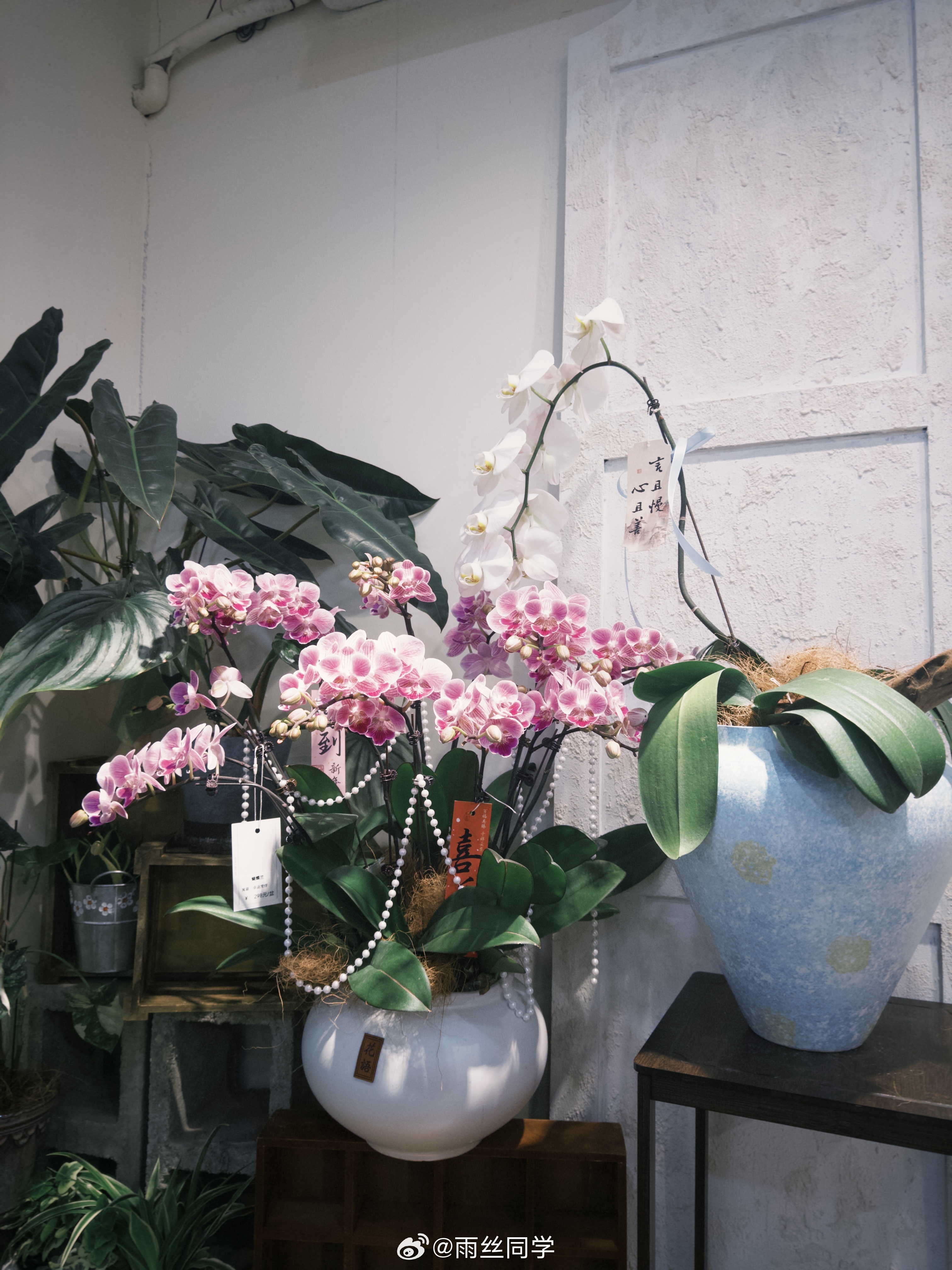 春天就得来点生机～～～超级推荐蝴蝶兰，好看又好养，每天看着心情就好！雨丝的日常