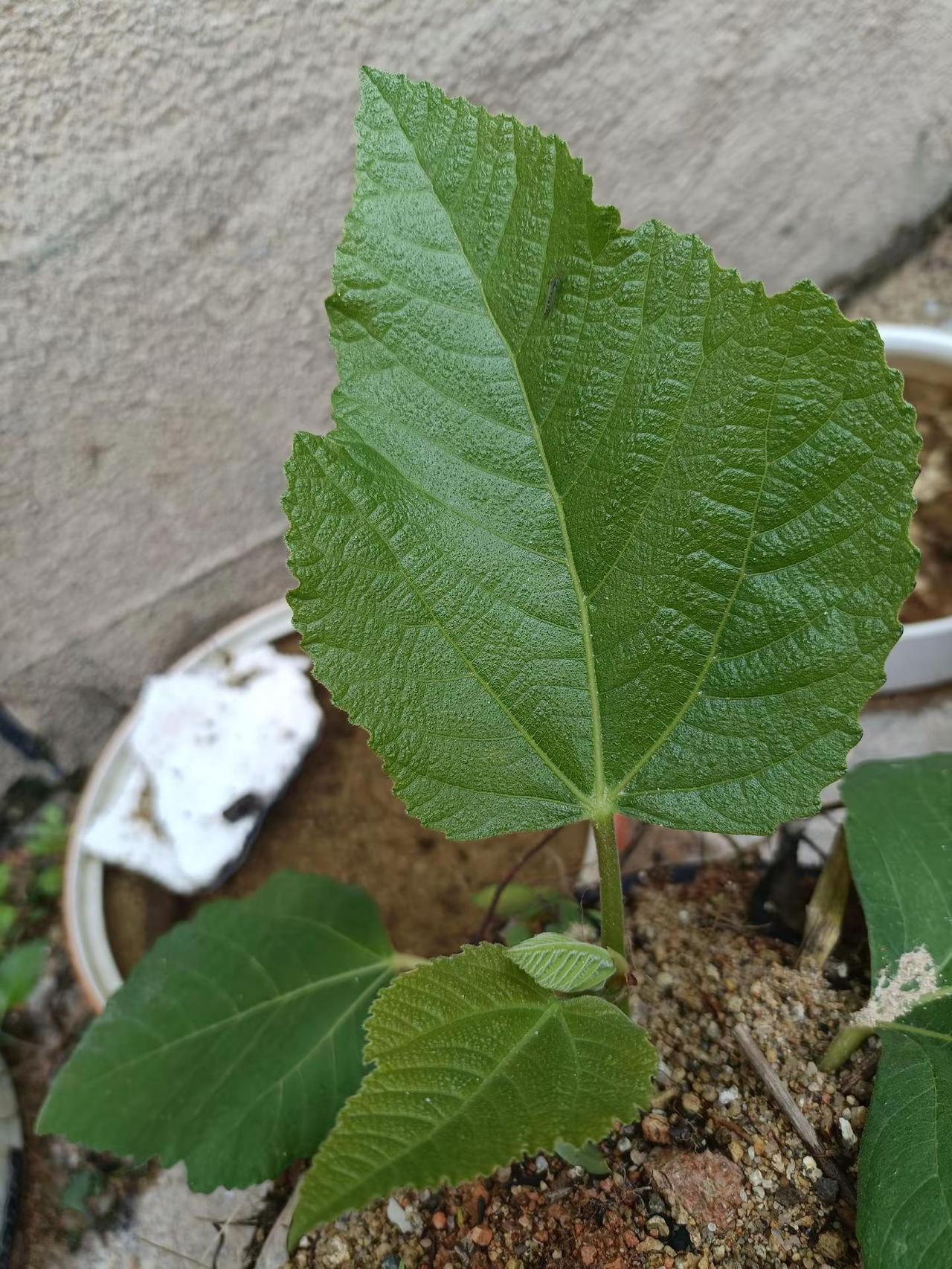 又到了赏梅花的季节 创作者中心 创作灵感 无花果喜欢就种，不计成本……