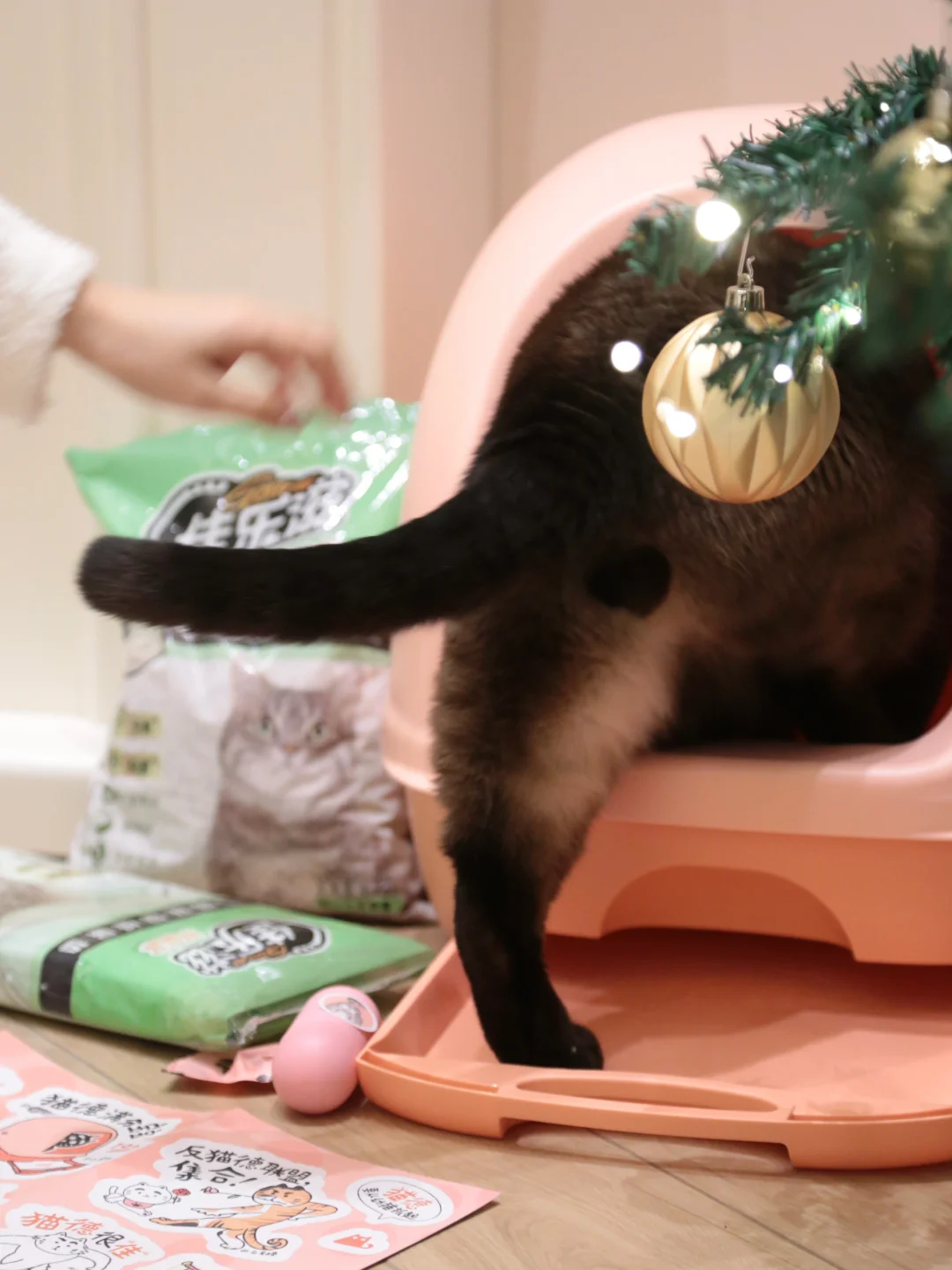 🎄圣诞树和不“剩蛋”小猫