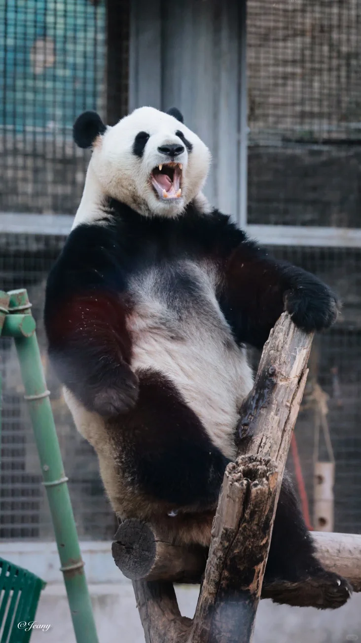 12.23萌兰🐼打个哈气像极了周一上班的我们