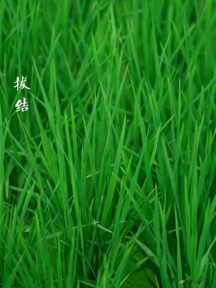 上联：春播千亩稻
下联：秋收满仓谷
來个下联龙点晴 观花欢草对下联