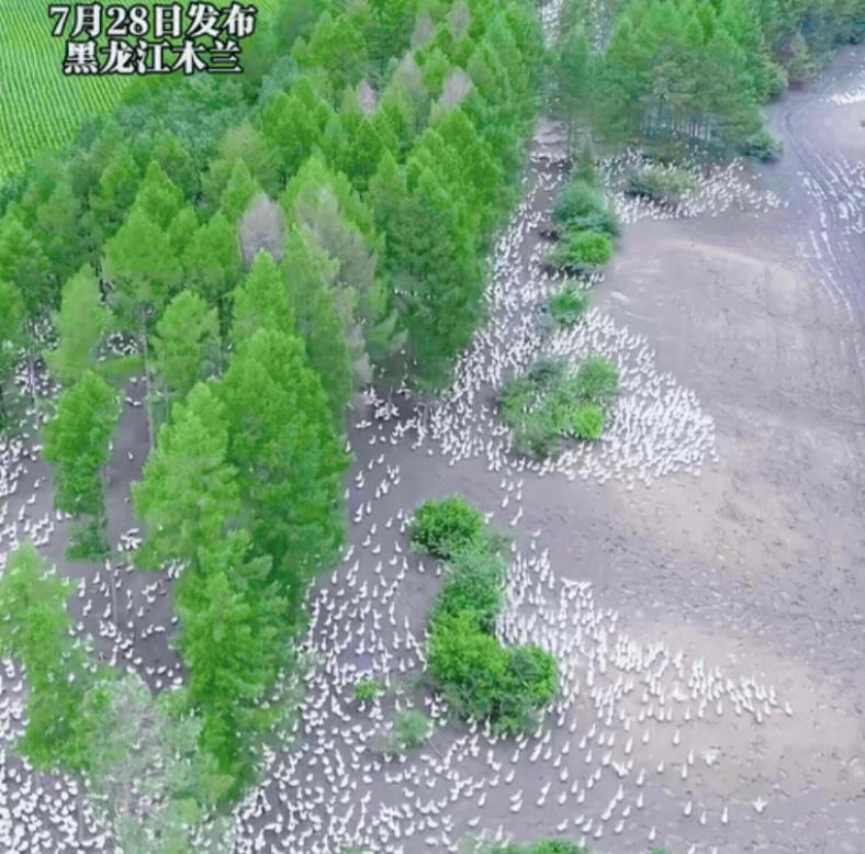 “太会赚钱了！”黑龙江，一名男子嫌弃打工挣钱少，于是他承包了一片林地，花钱买了大
