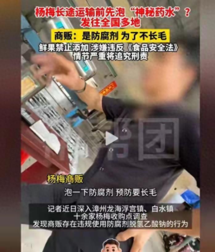 工人亲手泡药水，转身叮嘱记者：“这杨梅我们自己都不敢吃”
福建漳州，七百年的杨梅