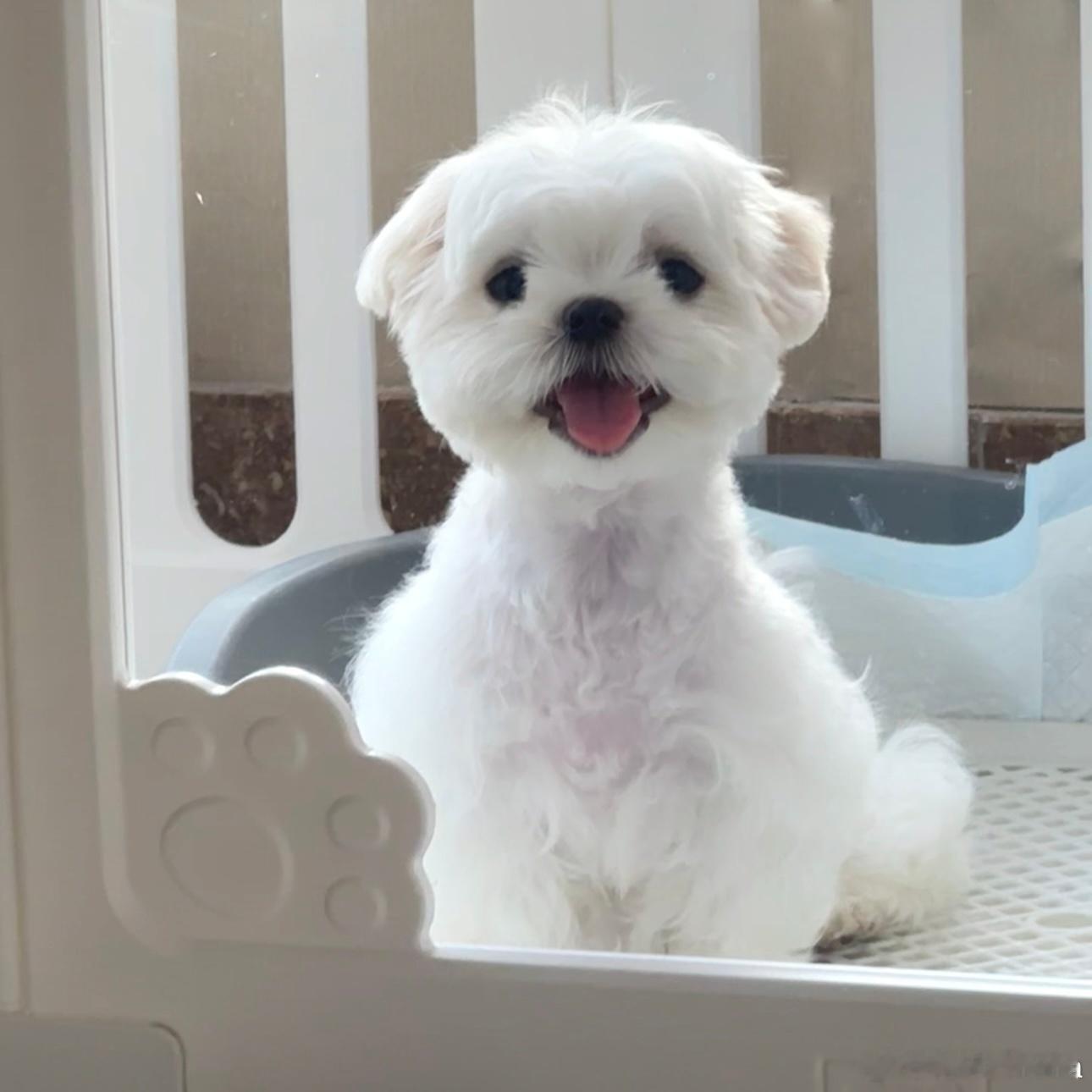 欢迎我的小家伙🐾简直就是天使小狗！！好乖好乖！！！希望小涡慢一点长大 ～健健康