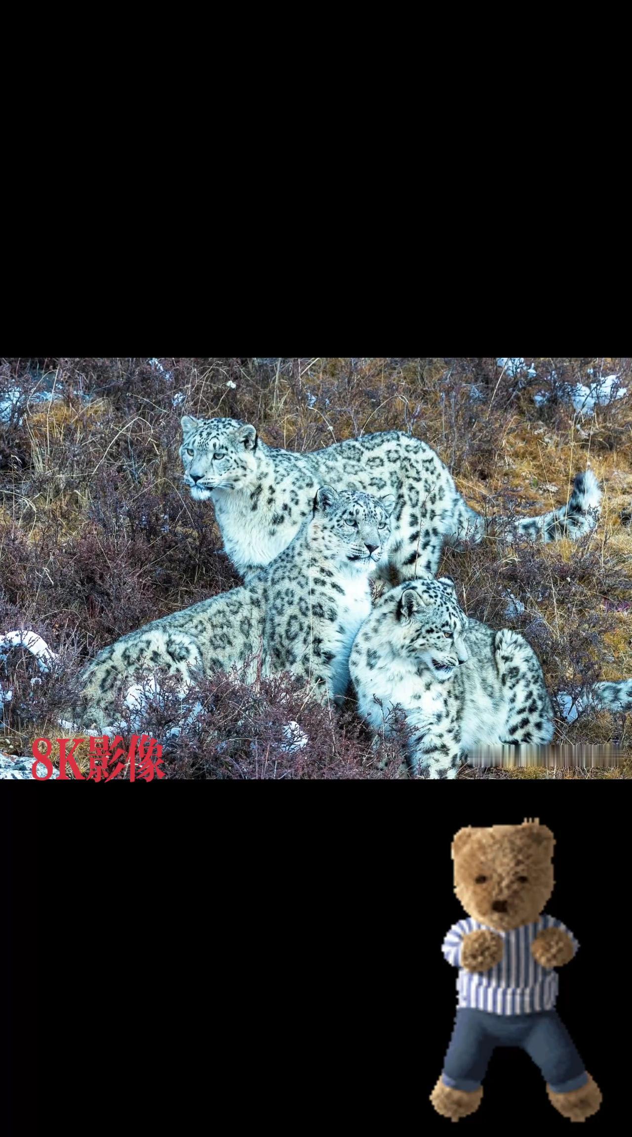 九九归一，拍到这点宝贝正好是九.九登高的日子，很难得。蹲守的日子枯燥但快乐着……