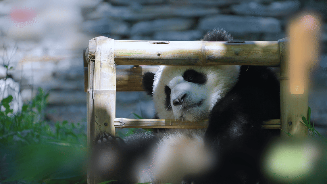 熊猫医生在阿坝日行数万步 熊猫安然啃竹、酣然入梦的背后，是熊猫医生日夜轮转的监测