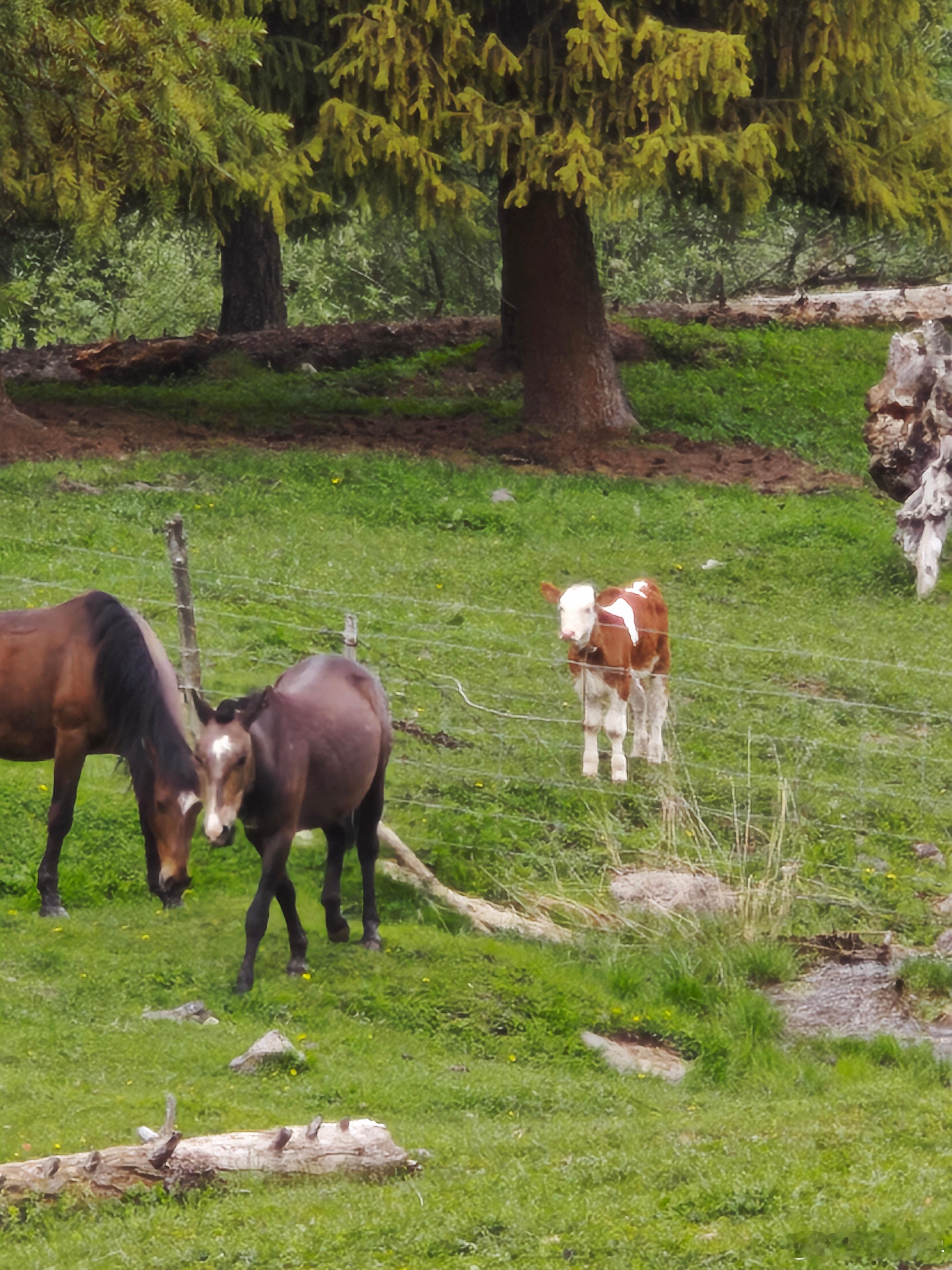 马上牛起来大年初一