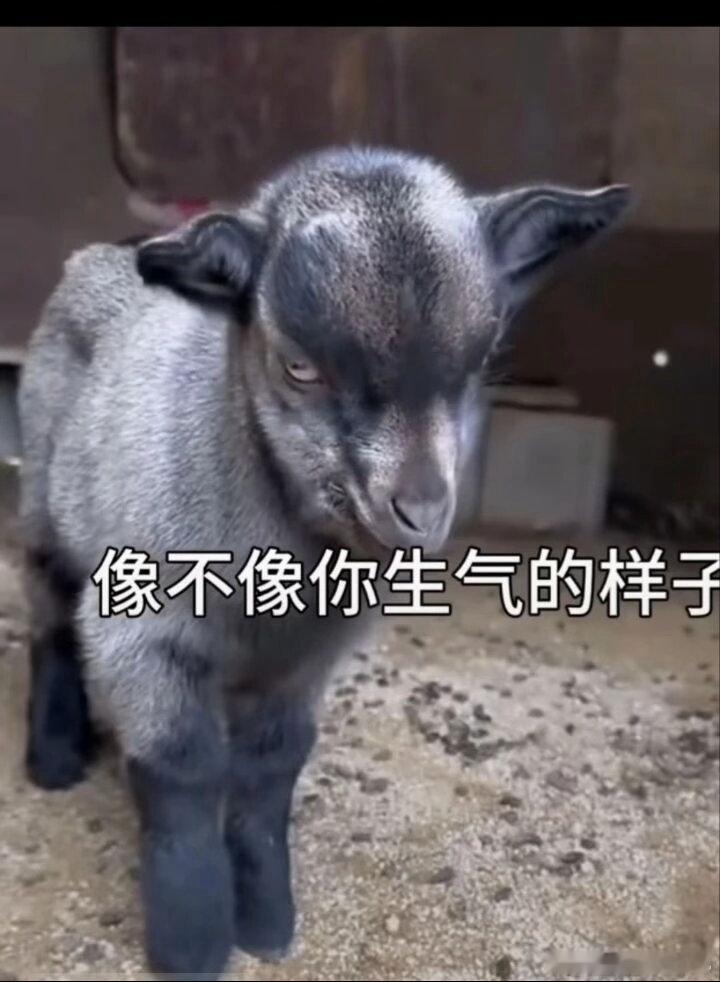 这是不是你生气时候的样子