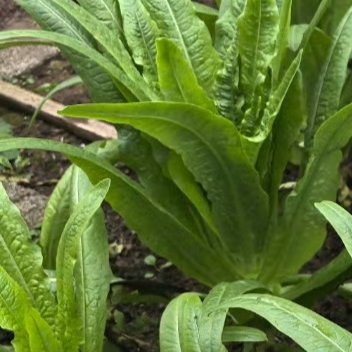 种植 0000莴笋的种植方法🍃🥬1、播种时间：越冬栽培要在10月-11月进行