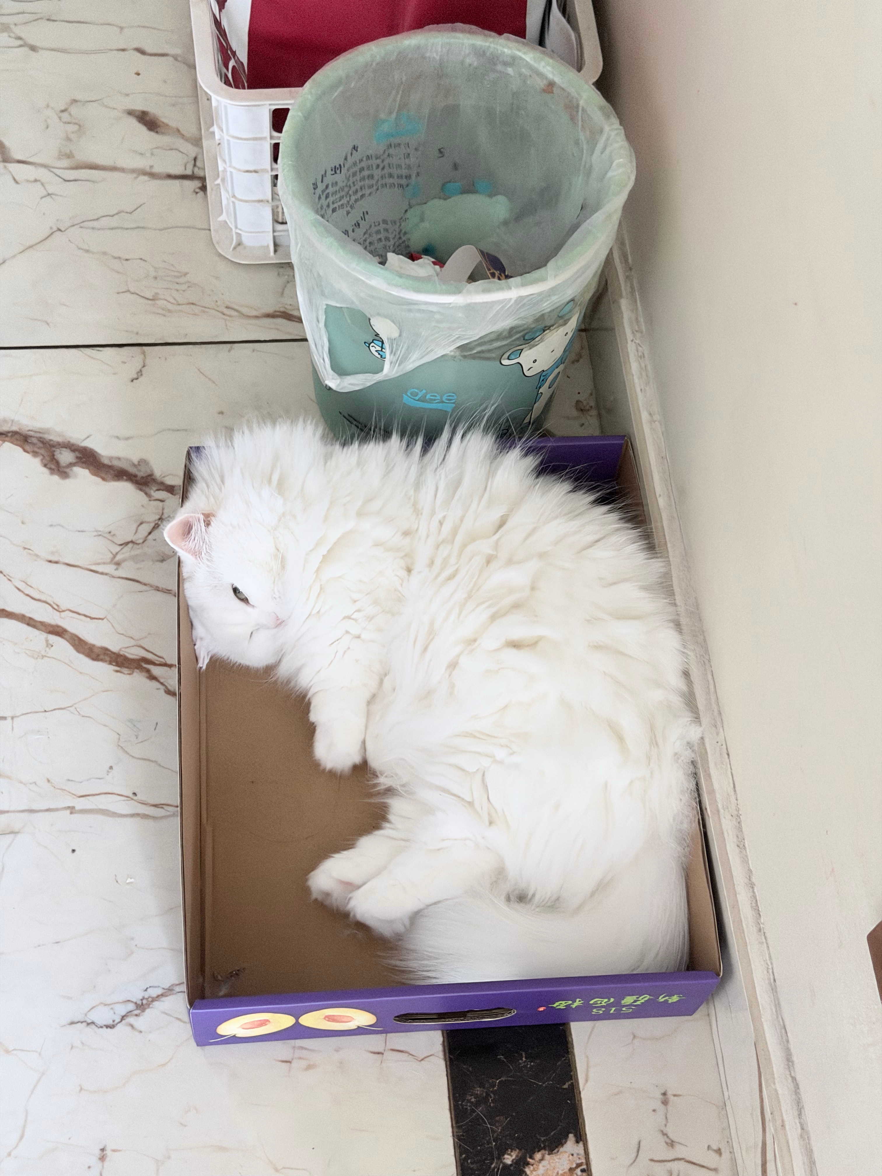 小猫爱睡垃圾堆🗑️ 