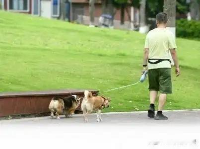 成都治理狗患有新亮点！

《成都市养犬管理条例》（新版）2026年8月1日起全面