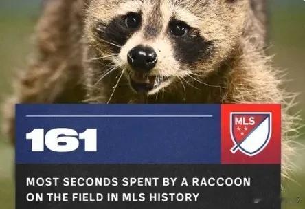 足球与自然的超萌互动
当足球比赛中突然闯入一位“不速之客”时会发生什么事情？美职