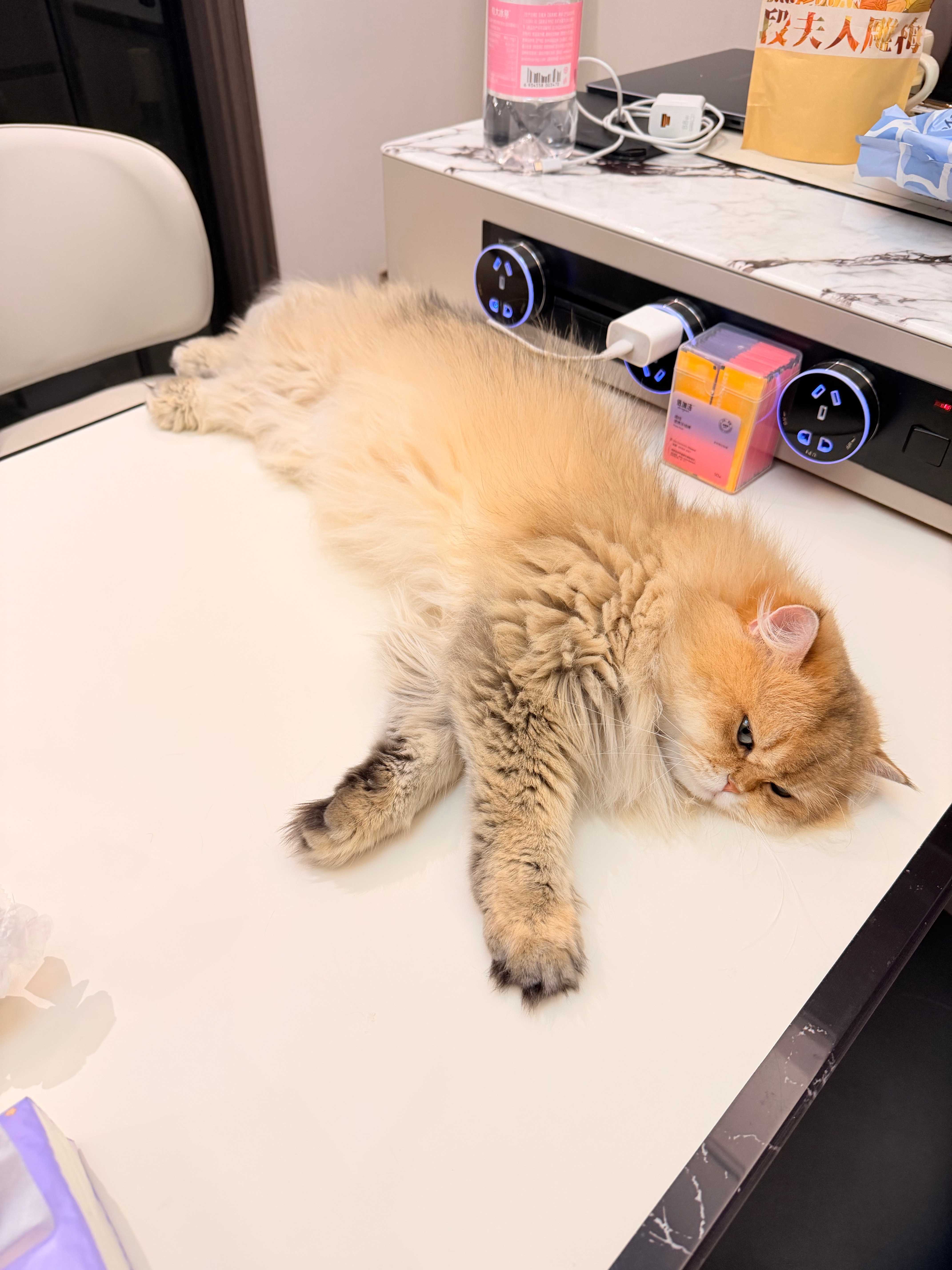 你们家小猫也这样睡觉吗 