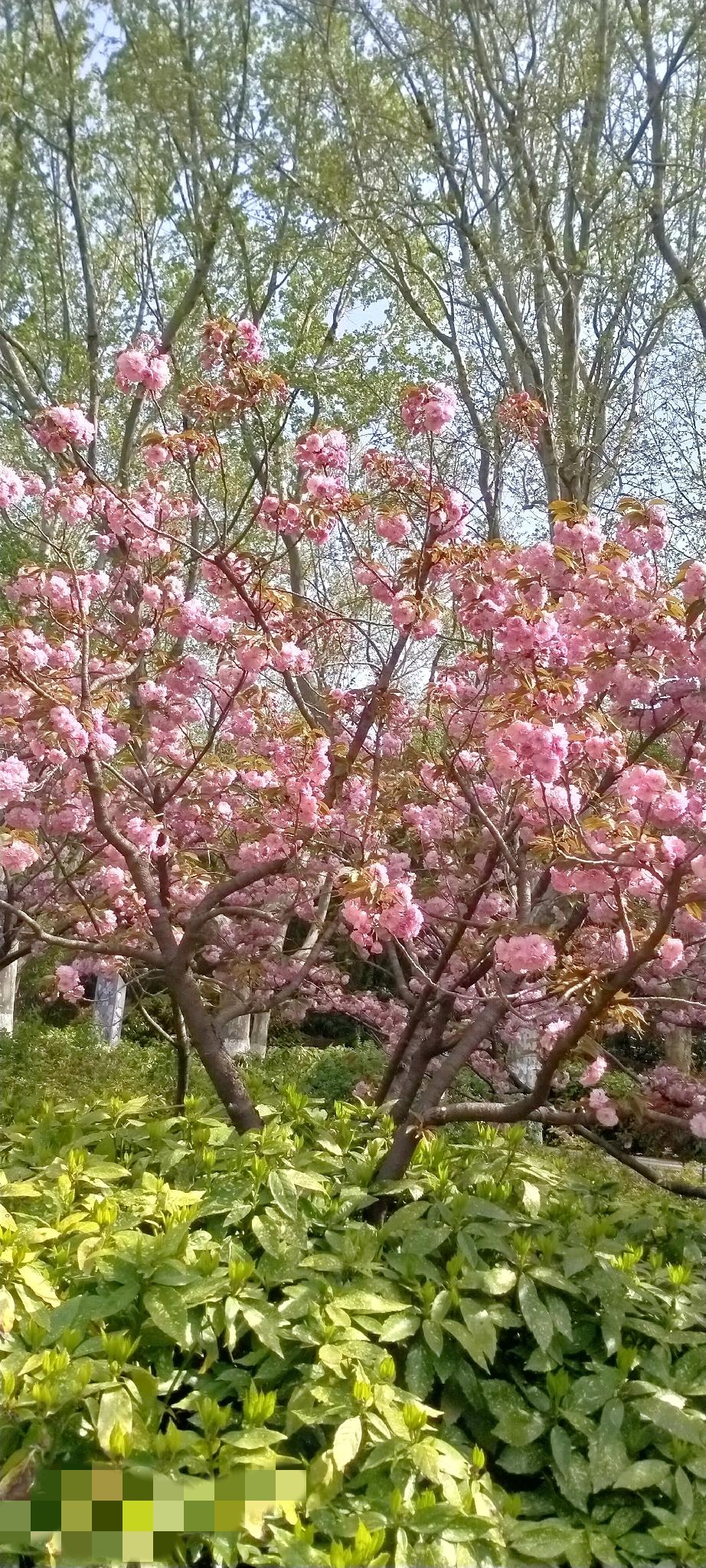 今年春天最想实现的心愿做为农民的我就是，风调雨顺，走大运，今年能有好收成。钱多多