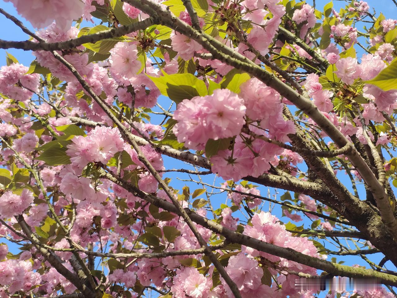 我这两年除了刷头条，开始刷小某书了。最开始刷的时候，是因为我要找资料，00后同事