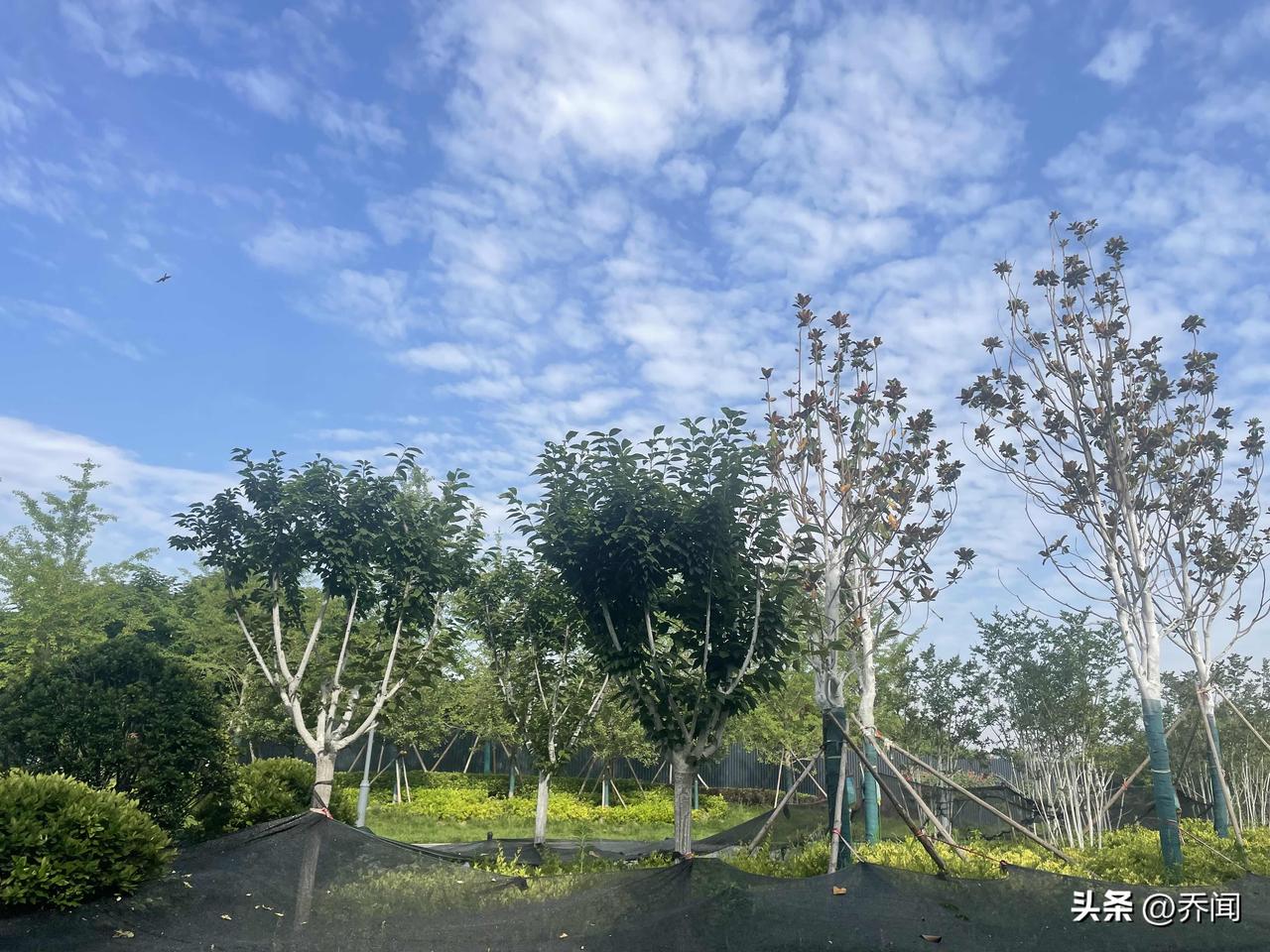 【苏幕遮•熏风吹】
熏风吹，白云淡，
万里晴空，望断悠悠雁。
渭水滔滔波潋滟。