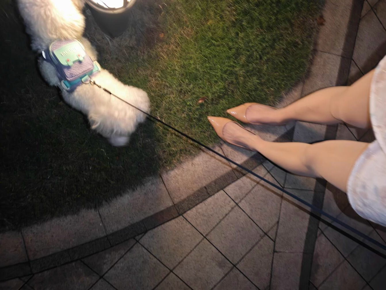 出门遛狗狗 ​​​