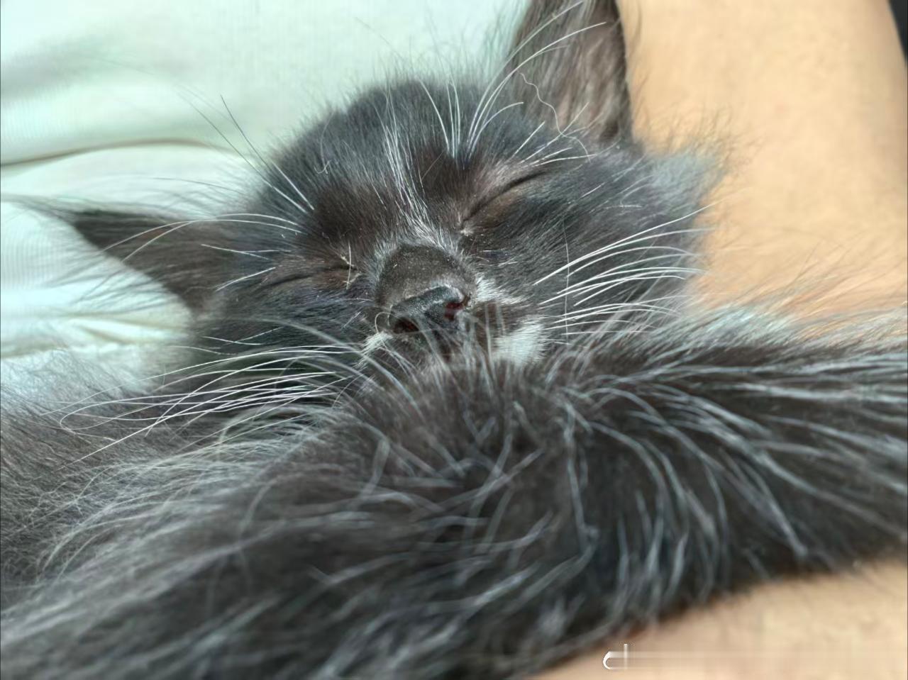 50600【丑猫】小丑小丑的 