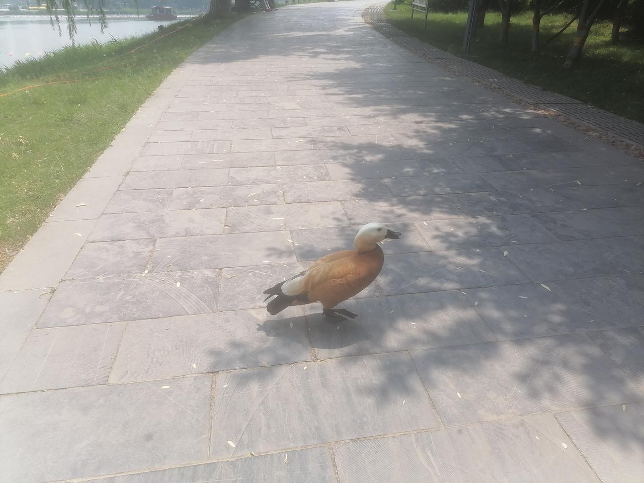 今天在河北正定园博园游玩，在园心湖畔旁边草丛发现了两只水鸟，大小如鸡，体型如鸭，