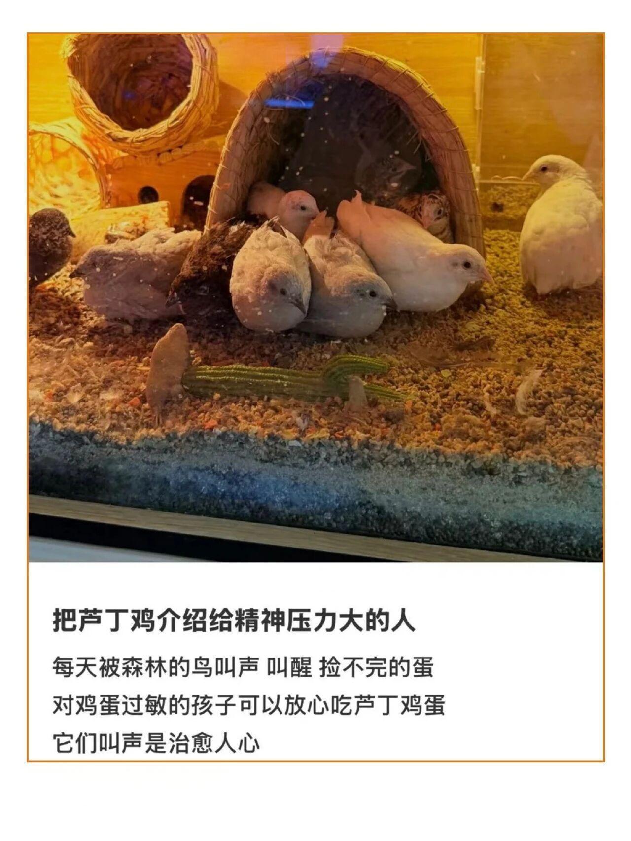 芦丁鸡是由斑翅山鹑与蓝胸鹑杂交培育而成的小型雉类，并非自然形成的物种，学名为蓝胸