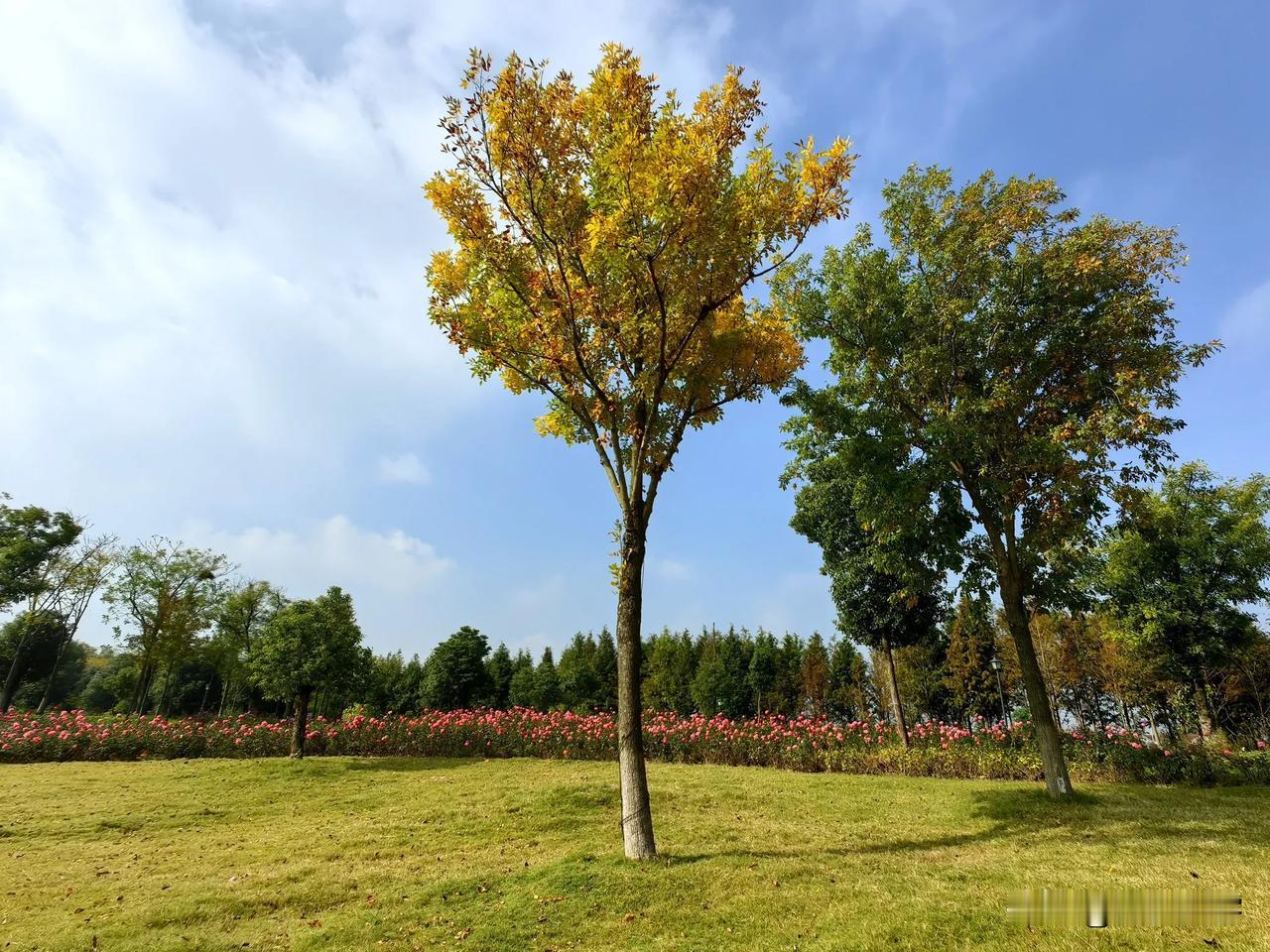 蟒蛇河生态廊道的月季花