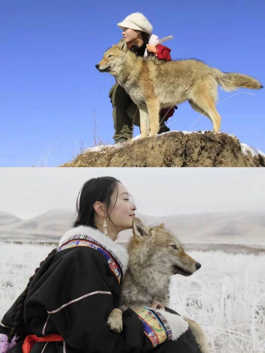 格林颠覆了我对狼的认知。格林放野一年后，李微漪谈起格林，眼中满是泪花，但她不后悔