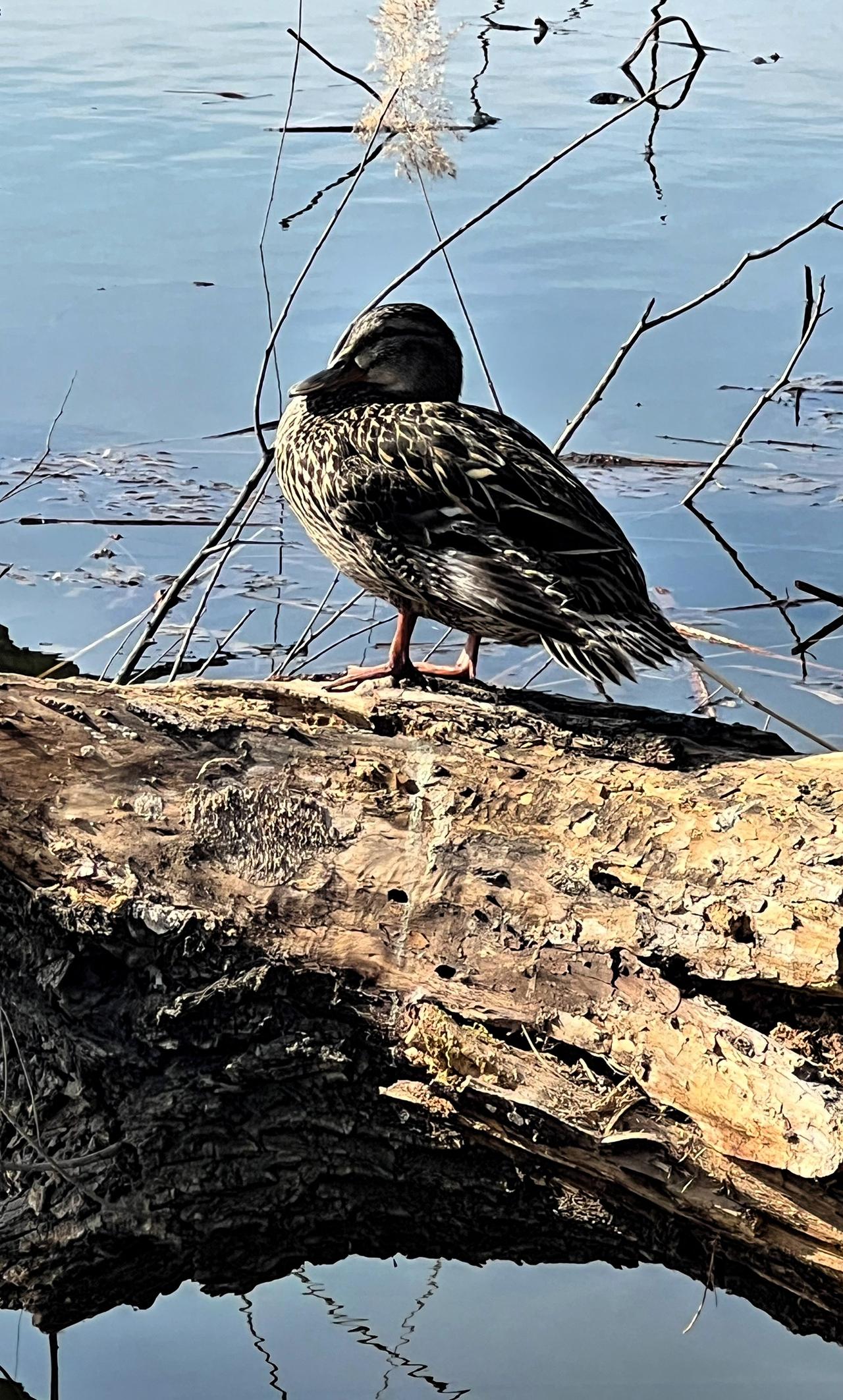 分享一张最近随手拍的照片