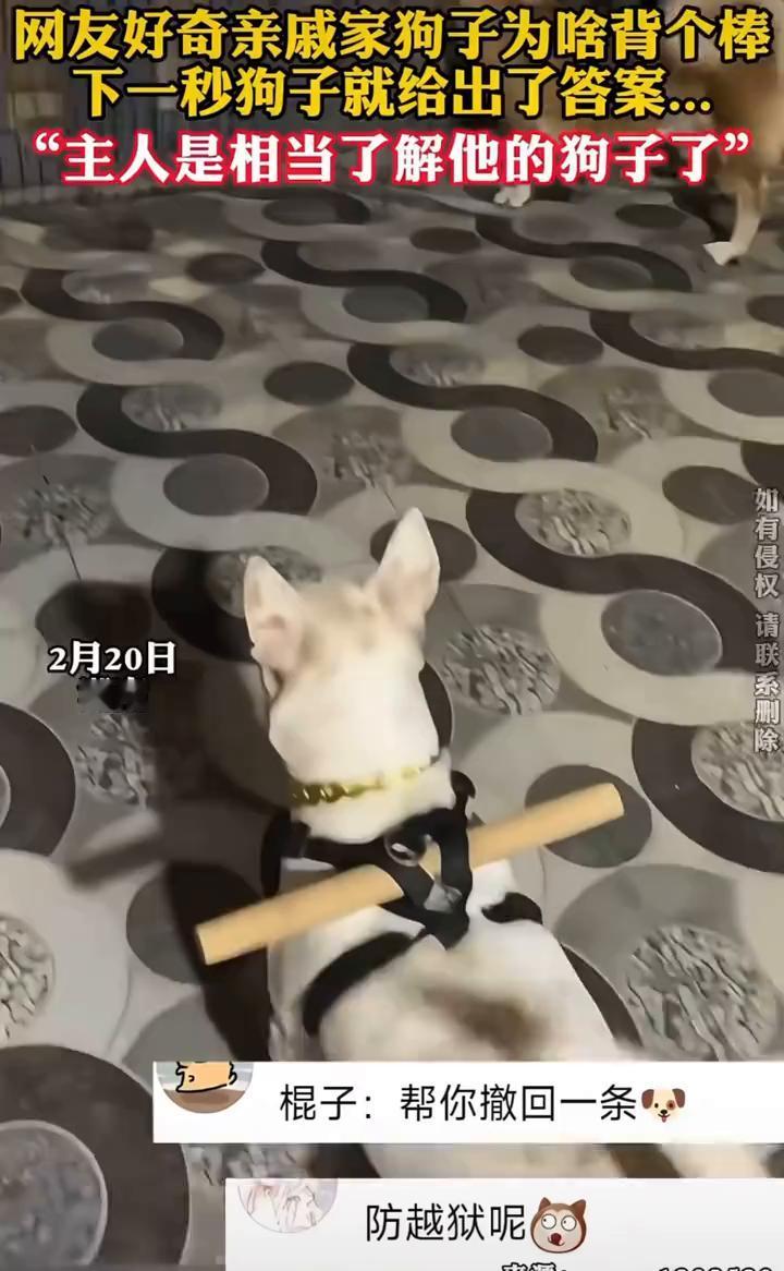 网友好奇亲戚家狗子为啥背个棒，下一秒狗子就给出了答案。
2月20日，湖南。棍子：