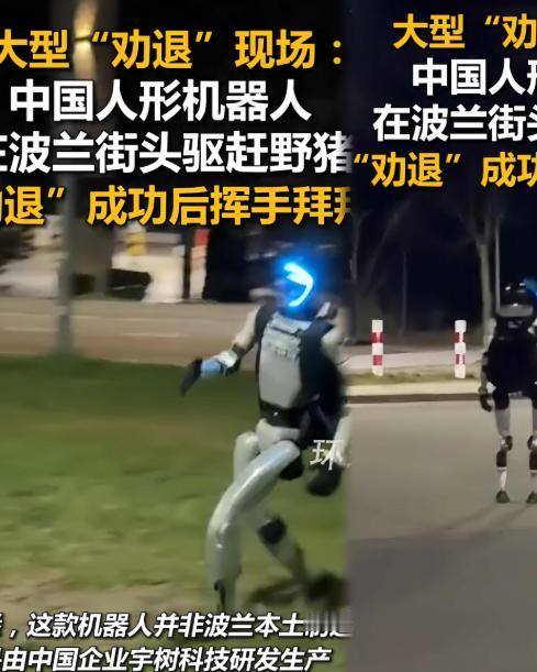 波兰一个居民区，三头野猪大摇大摆闯进来了。这要是搁以前，要么报警，要么等它们自己