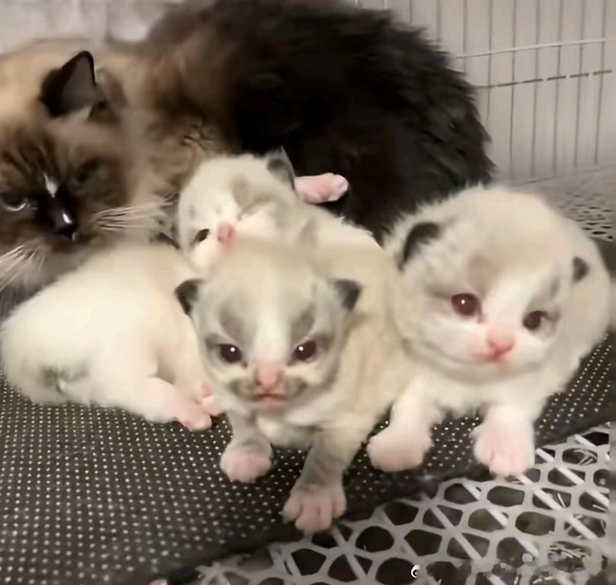 50489【丑猫】都是同龄猫，我原本没想降维打击 