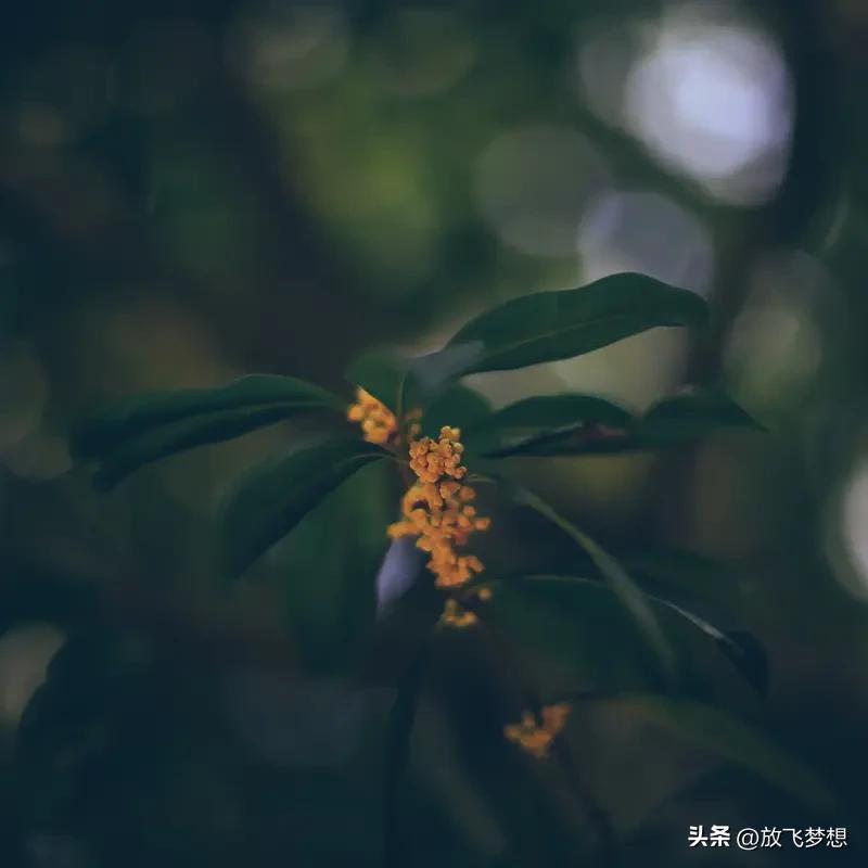 秋天来了，那一瞬间的感知总是猝不及防。
走在街边，一阵桂花香扑鼻而来，甜丝丝的，